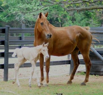 2012 foalaweb.jpg