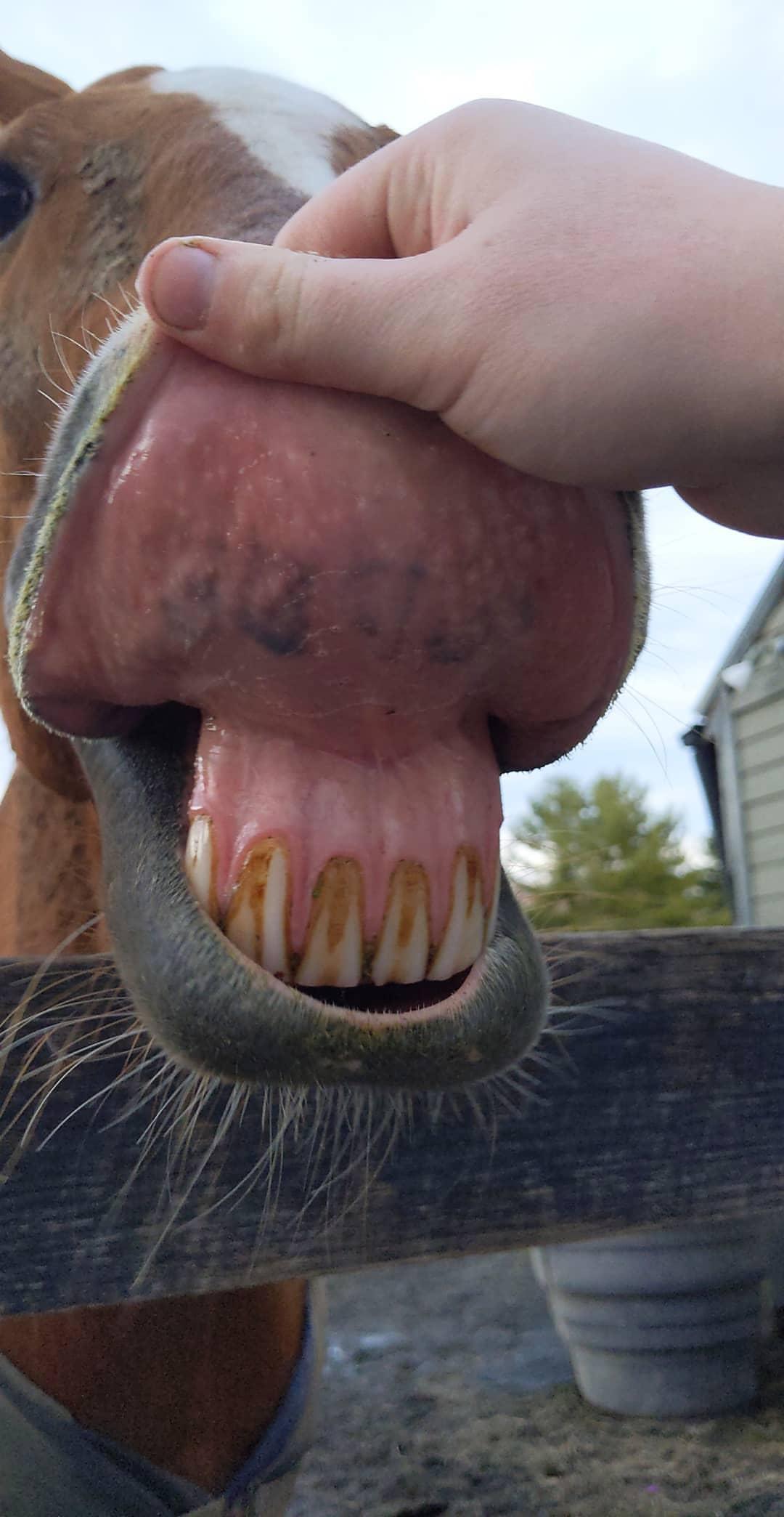 Identification Lip Tattoos for Racing Horses