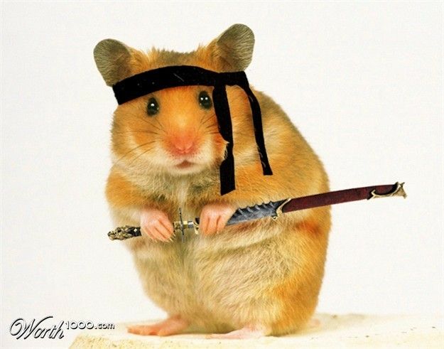 ham ninja