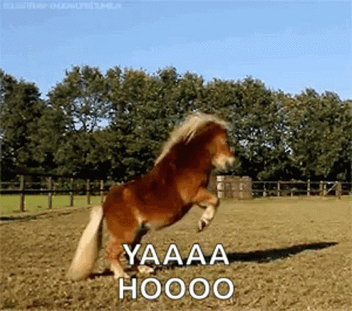 happy-horse