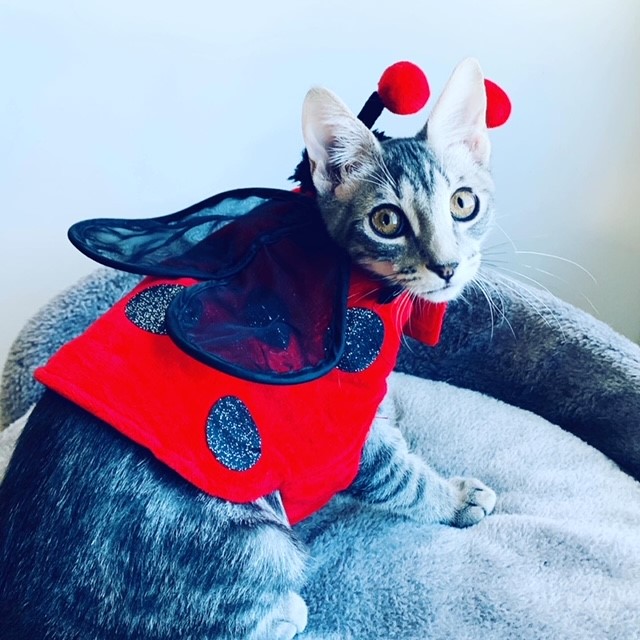 sully ladybug
