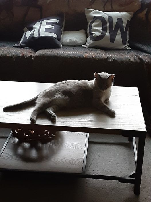 Atticus with Meow Pillows