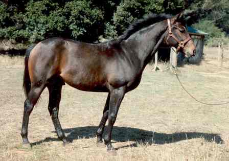 Copy of Dewey B yearling.jpg