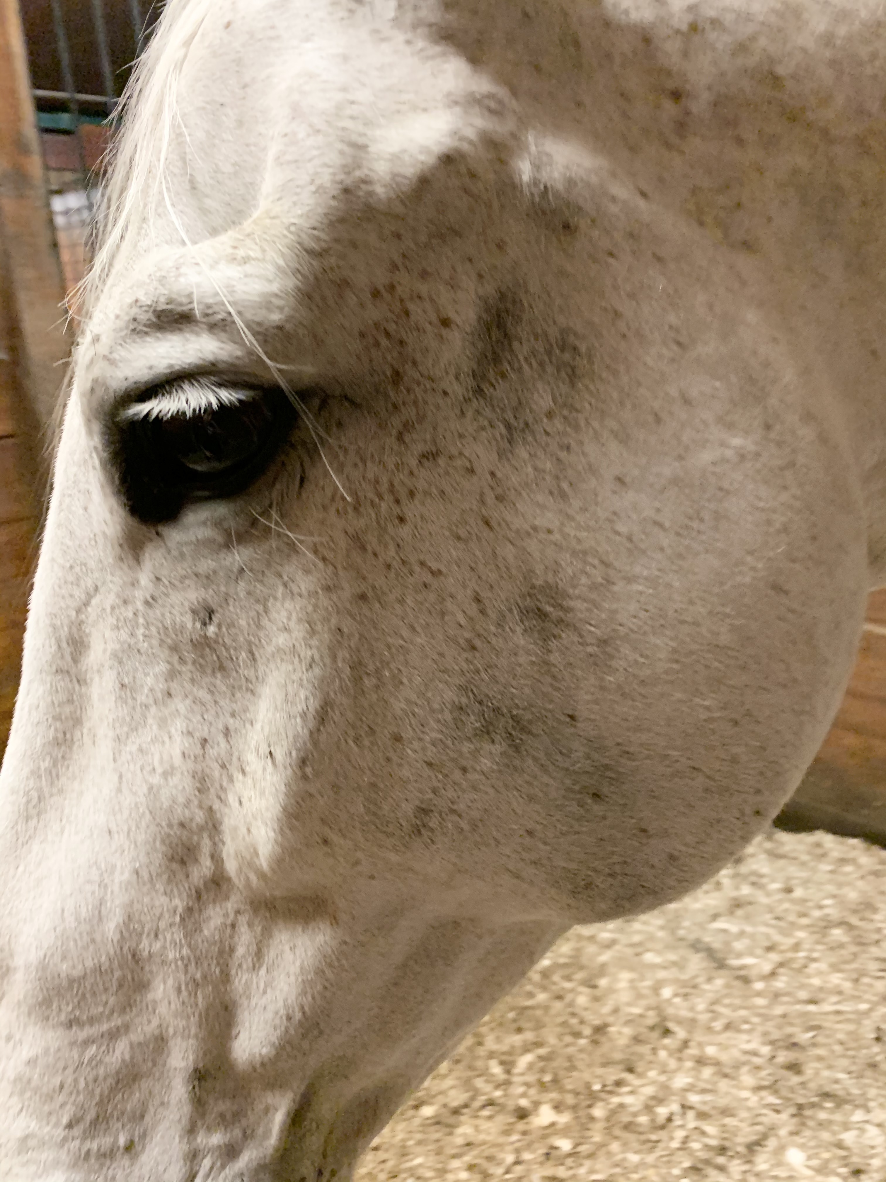 white horses face