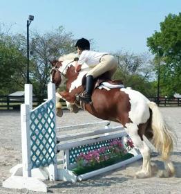 BaileyJump29Oxer.jpg