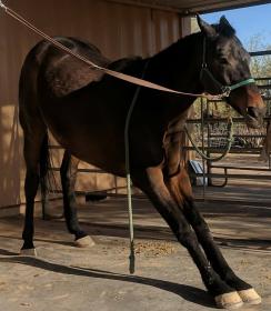 DownwardFacingHorse.JPG