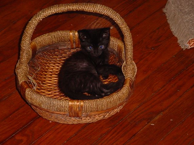 Pharaoh Baby 2