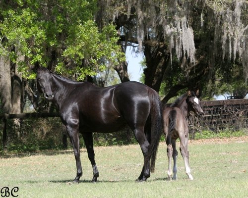 vivifoal