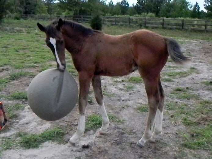 escapade foal.jpg