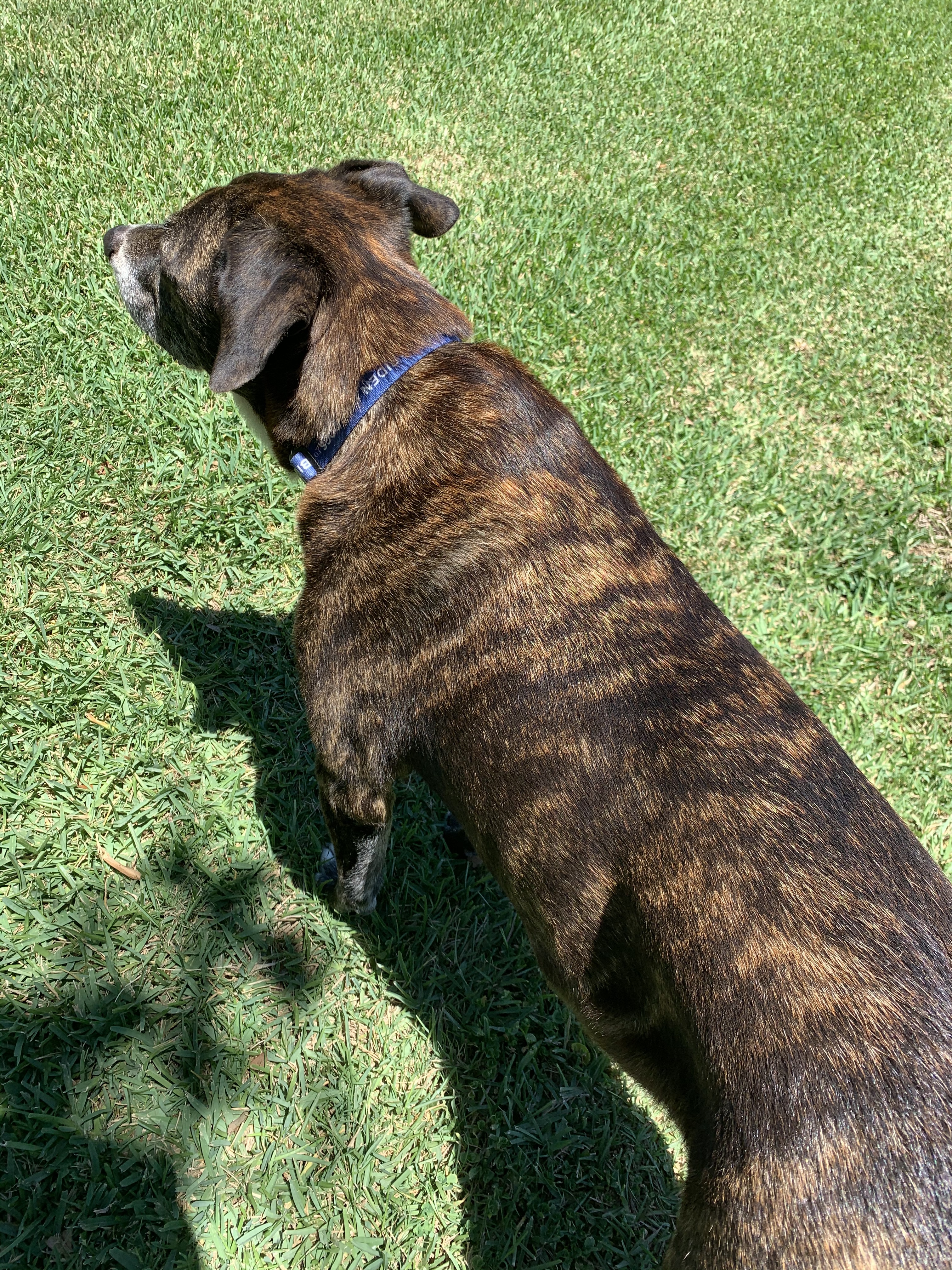 can any dog be brindle