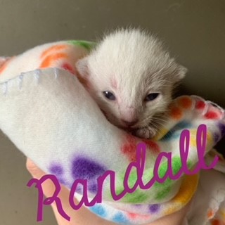 randall 9 days