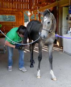 Cunningham colt crosstie.jpg