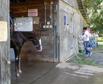 Escapade filly crosstied.jpg