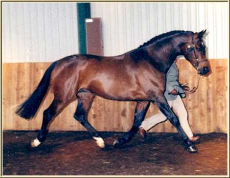 Fairlyn_Gemini3.jpg