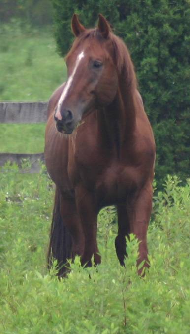 Ollie in field.jpg