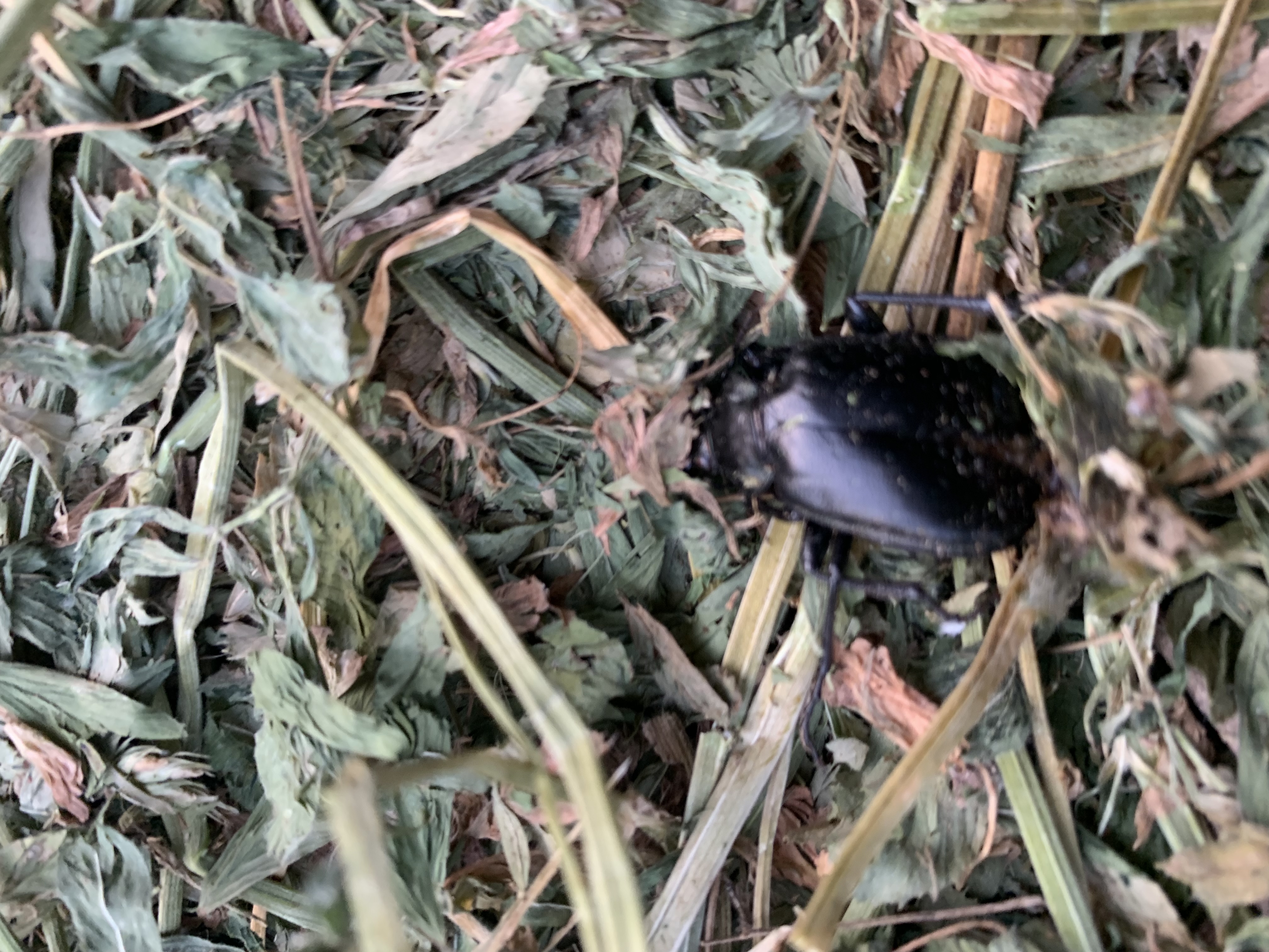 blister bugs in alfalfa hay