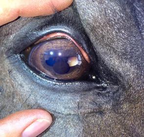 drifter eye crop.jpg