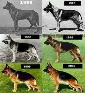 gsd