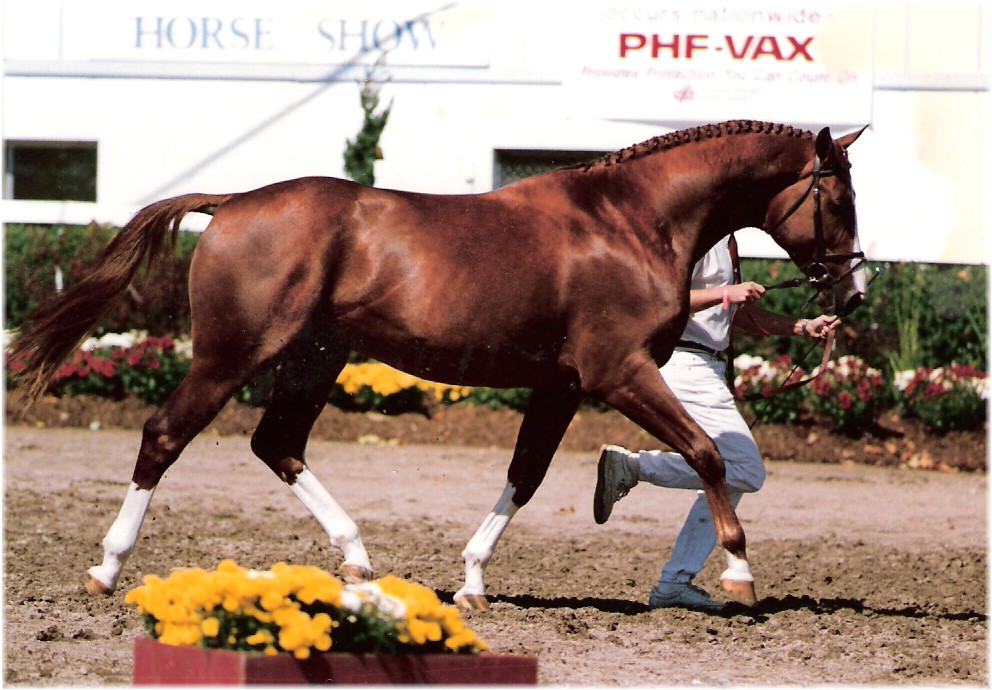 Grande Saber Ch trot 3yr.jpg