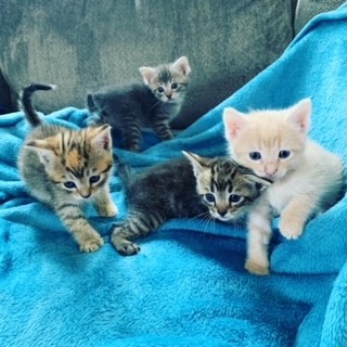 kitten group