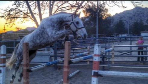Free Jumping Oxer.jpg
