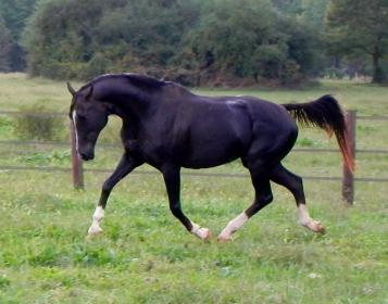 liver chestnut horse