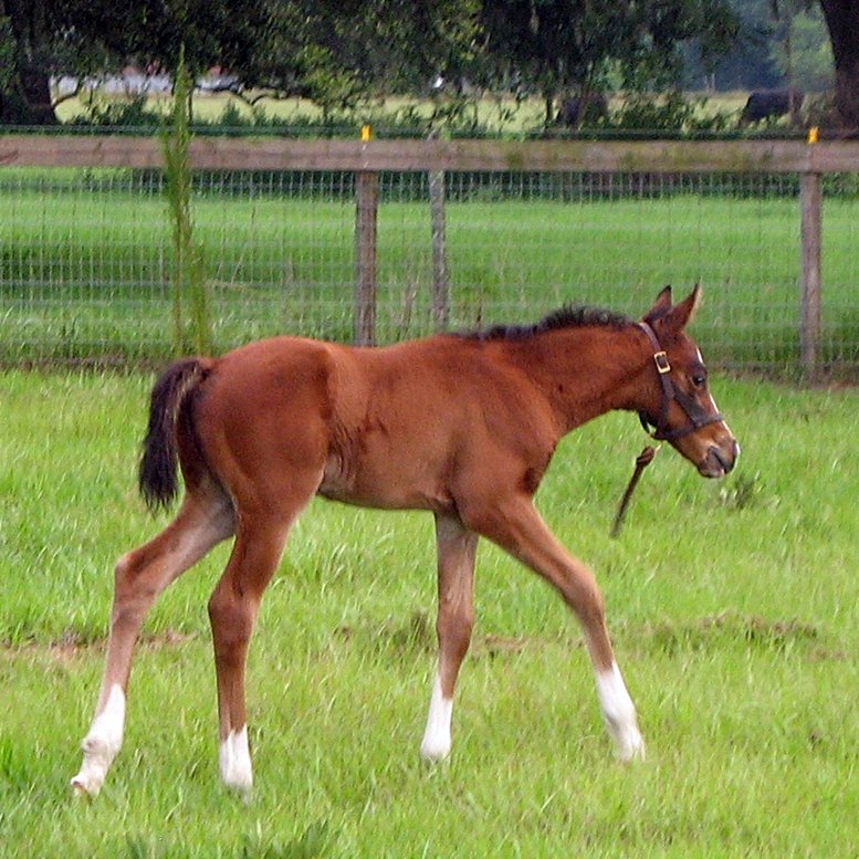 Audey colt Jun IMG_4447 crop resized.JPG