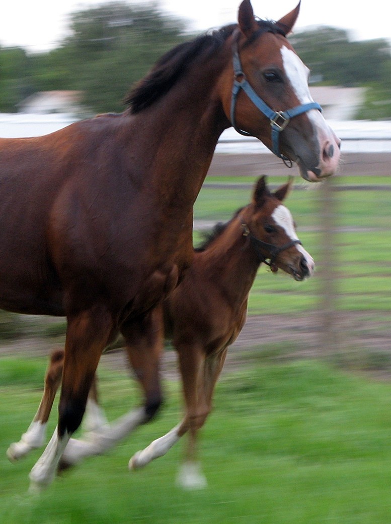 Audey colt Jun IMG_4414 resized.JPG