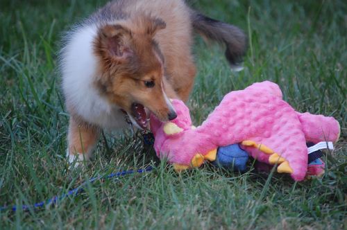 newtoy1.jpg