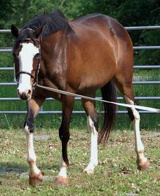 PAINT THE DANCER bridled resized.jpg