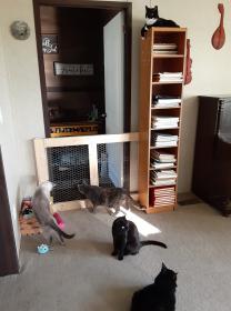 Cats Looking through Barrier into Bedroom.jpg