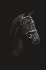 susan_horses-2.jpg