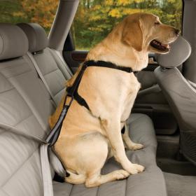 dog seat belt old.jpg