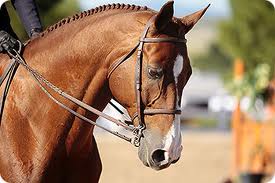 pelham reins.jpg