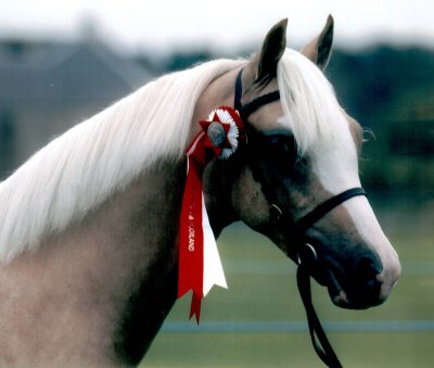 mardi0001small.jpg