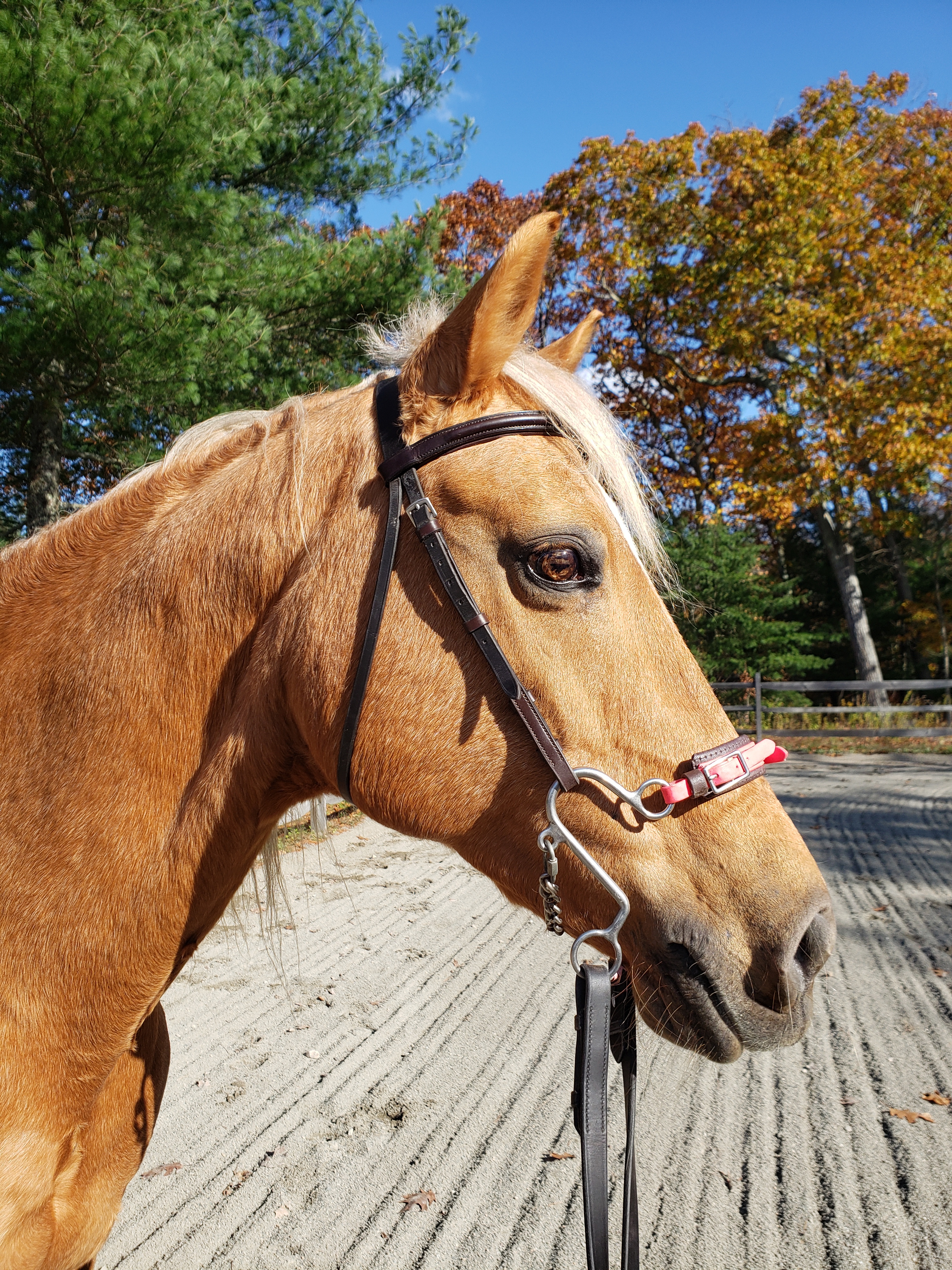 How to do the HORSE FLY HACK #shorts