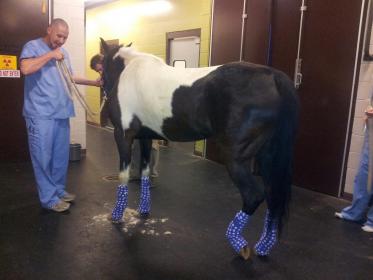 Holly being prepped.jpg