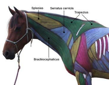 Pattillo Superficial Muscle of the Neck