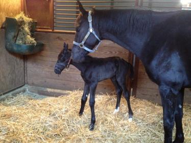 Stephano 1 day old sm.jpg