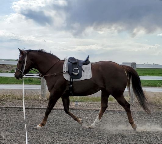 Tio may 2020 on lunge