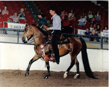 FoxieGoldCupJrMareChamp1991-2.jpg
