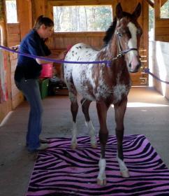 Colt by Chicago crosstie.jpg