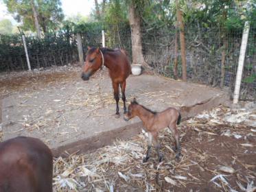 Colt born 7 May 2015.jpg