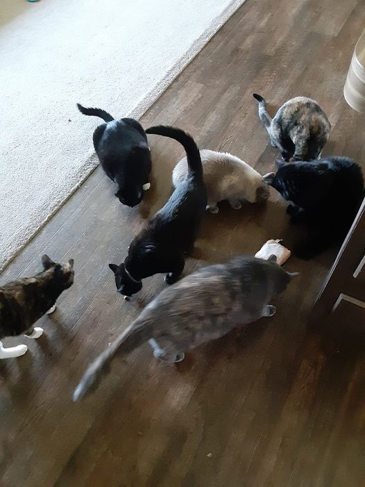 Seven Cats with Treat 060223
