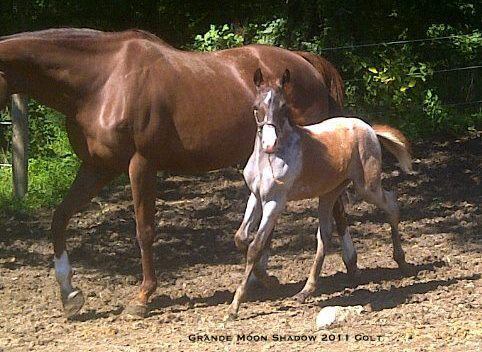 Grande Moon Shadow 2011 Colt.jpg
