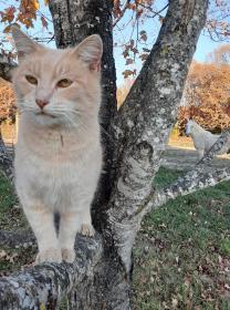 Cotton in Tree, Toccata in Background.jpg