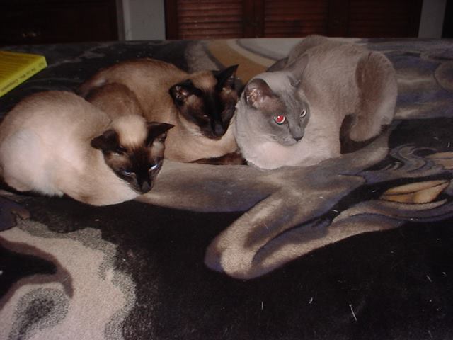 Coda, Tenuto, Rosalind on Bed February 2014