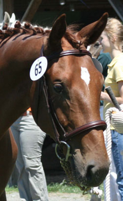 headyearling.jpg