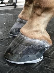 Full Rocker Motion Shoe.jpg