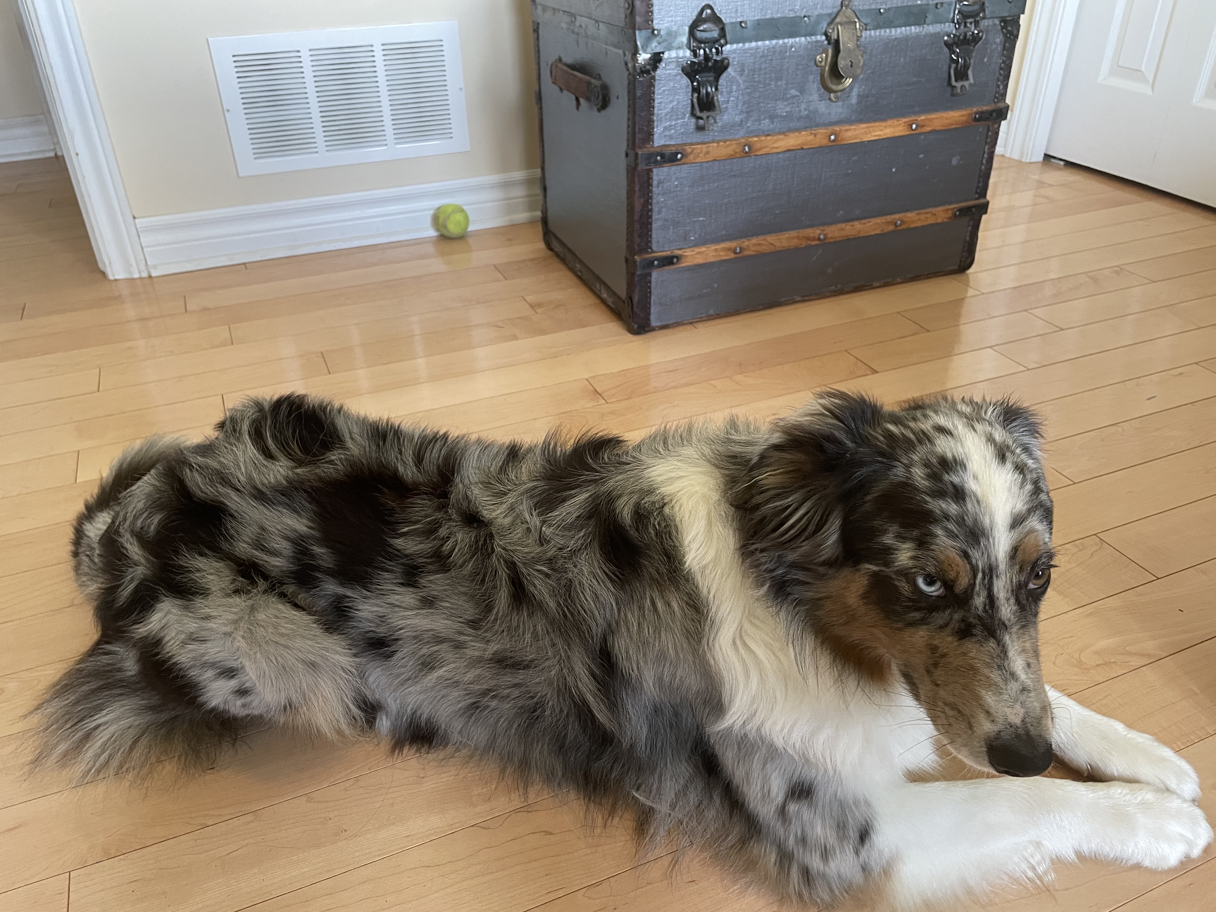 Australian shepherd losing store clumps of hair